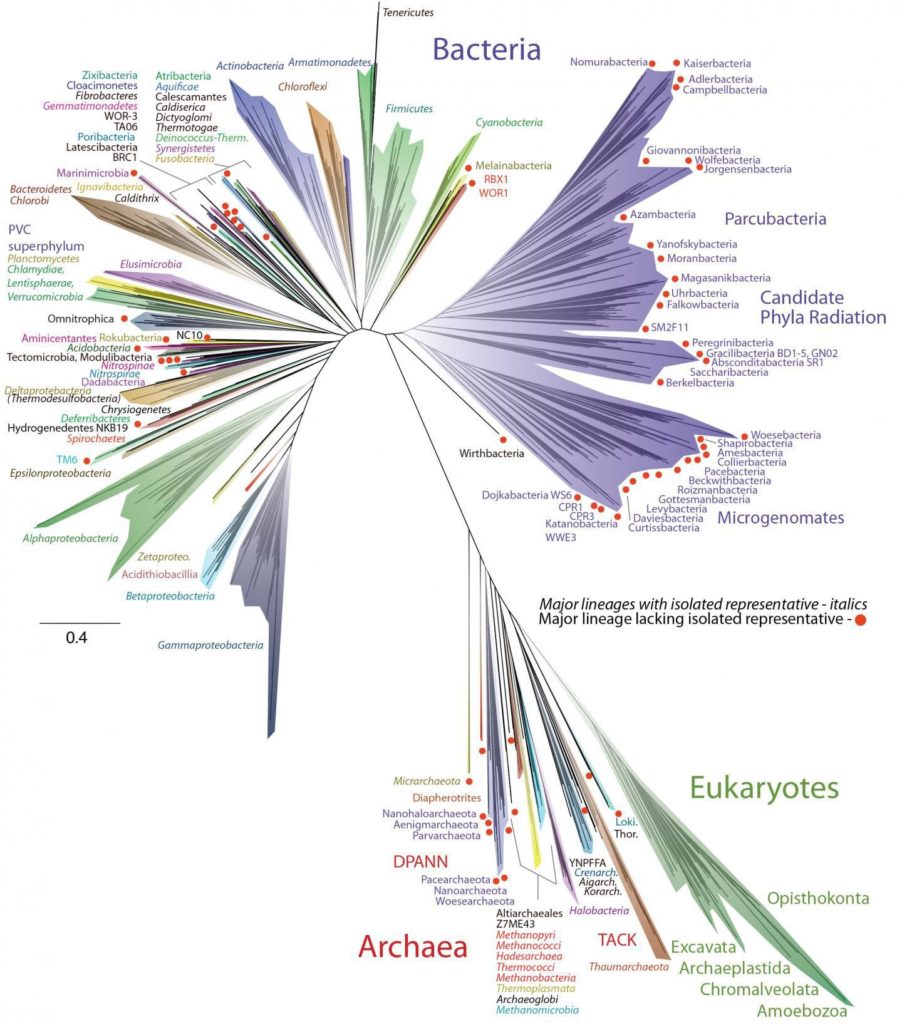 11TREEOFLIFE-superJumbo